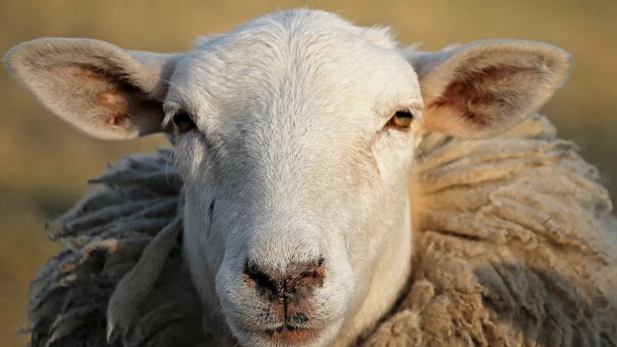 Польського політика розлютила вівця: що й де накоїла тварина та чому люди стали на її захист – відео