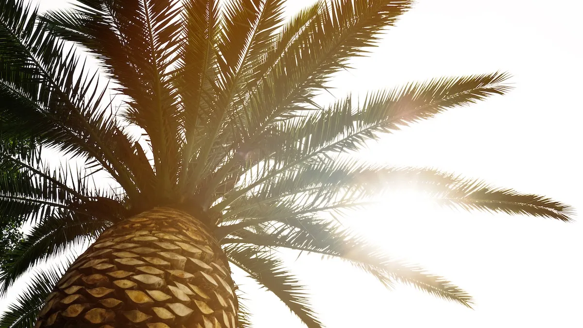 У Панамі виявили пальму що «мандрує»: вчені відповіли – легенда чи науковий факт