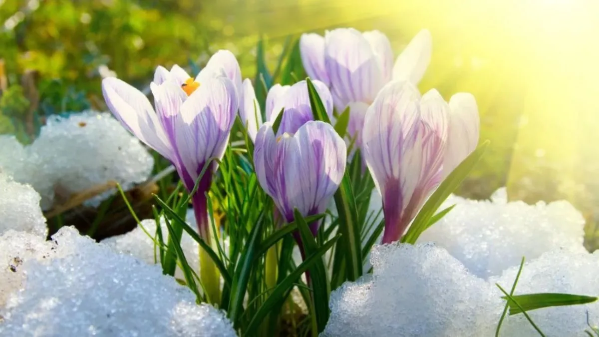 Яка погода завтра, 10 березня: на всій території України буде справжня весняна «спека» – сухо й без опадів