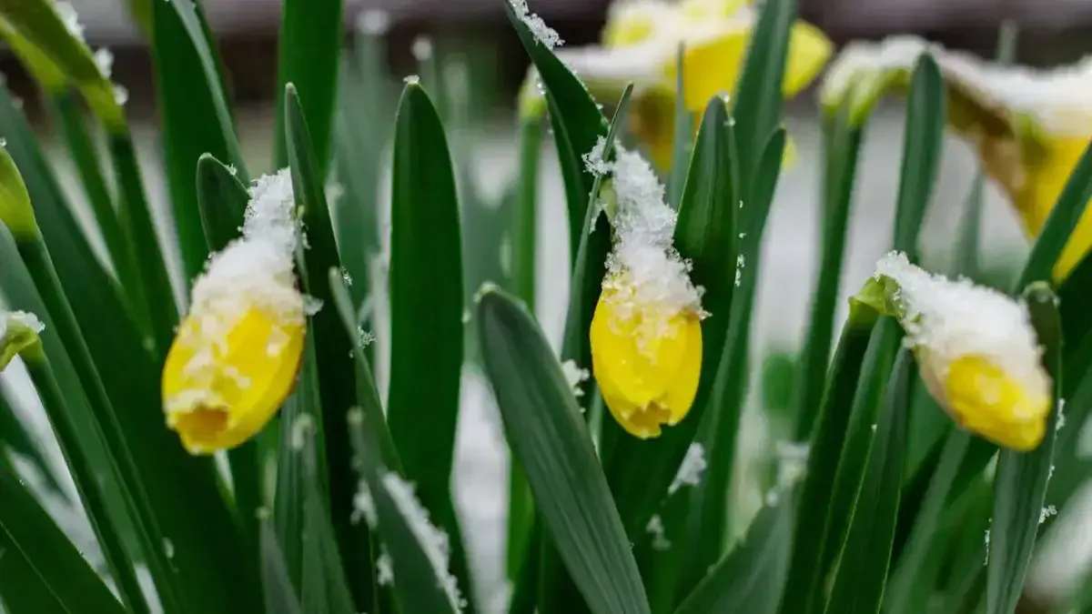 Яка погода завтра, 21 квітня: через вплив циклону в більшості областей України буде прохолодно та дощитиме
