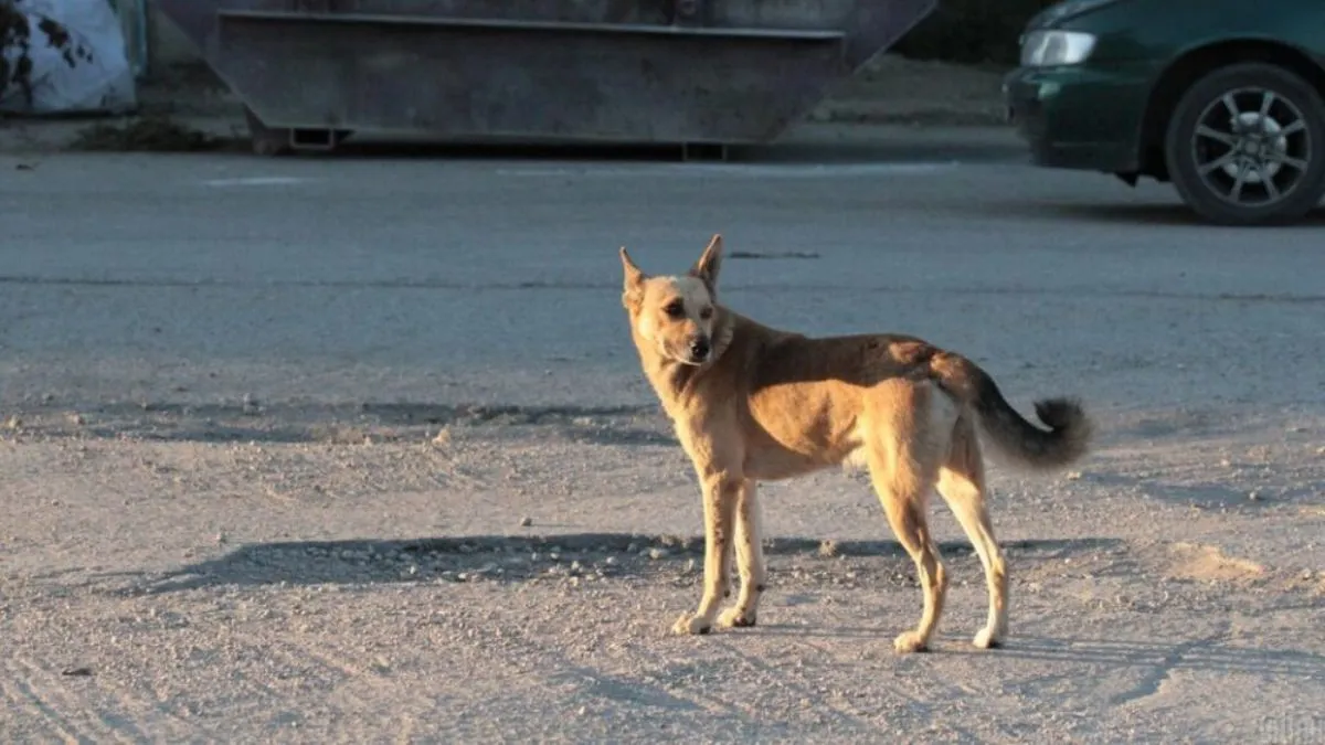 Під Києвом охоронець магазина забив до смерті собаку металевою палицею: зоозахисники вимагають його покарати