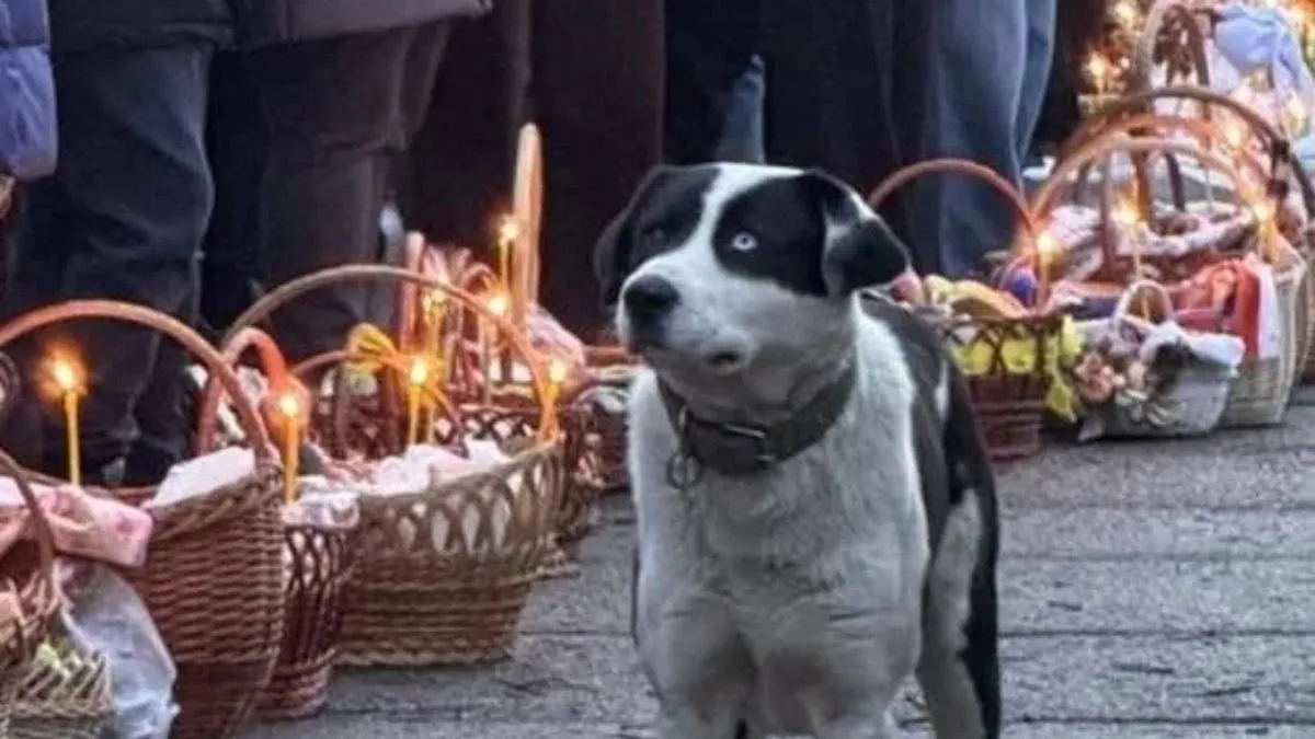 «Приніс посвятити ковбаску»: собака з Рівного розчулив соцмережі