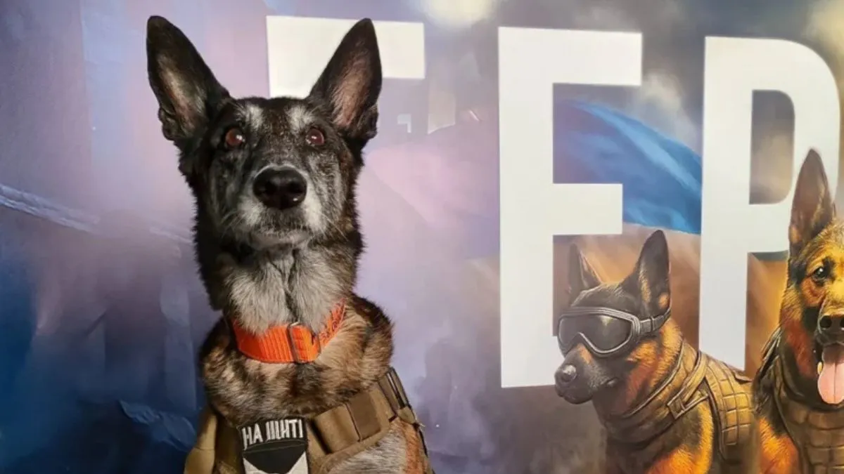 Собака з Павлограда отримала орден героя України: чим відзначився чотирилапий, що отримав таку пошану