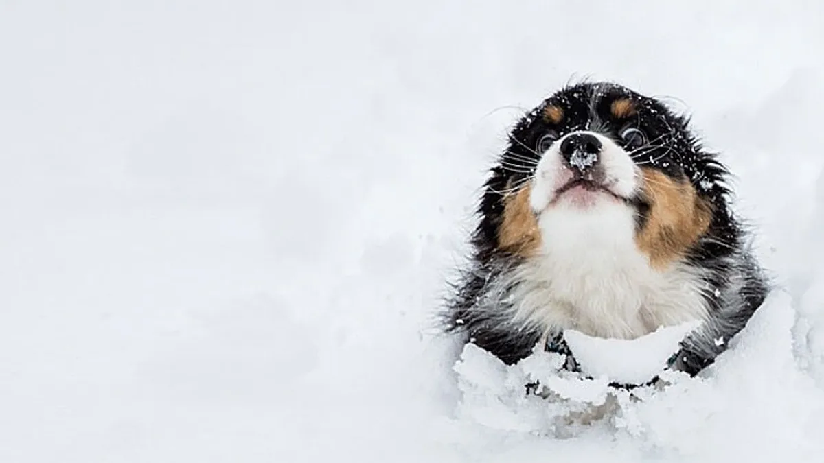 Тернополянин вирішив заробити гроші продаючи сніг і бурульки: скільки хоче за «товар» підприємливий чолов'яга