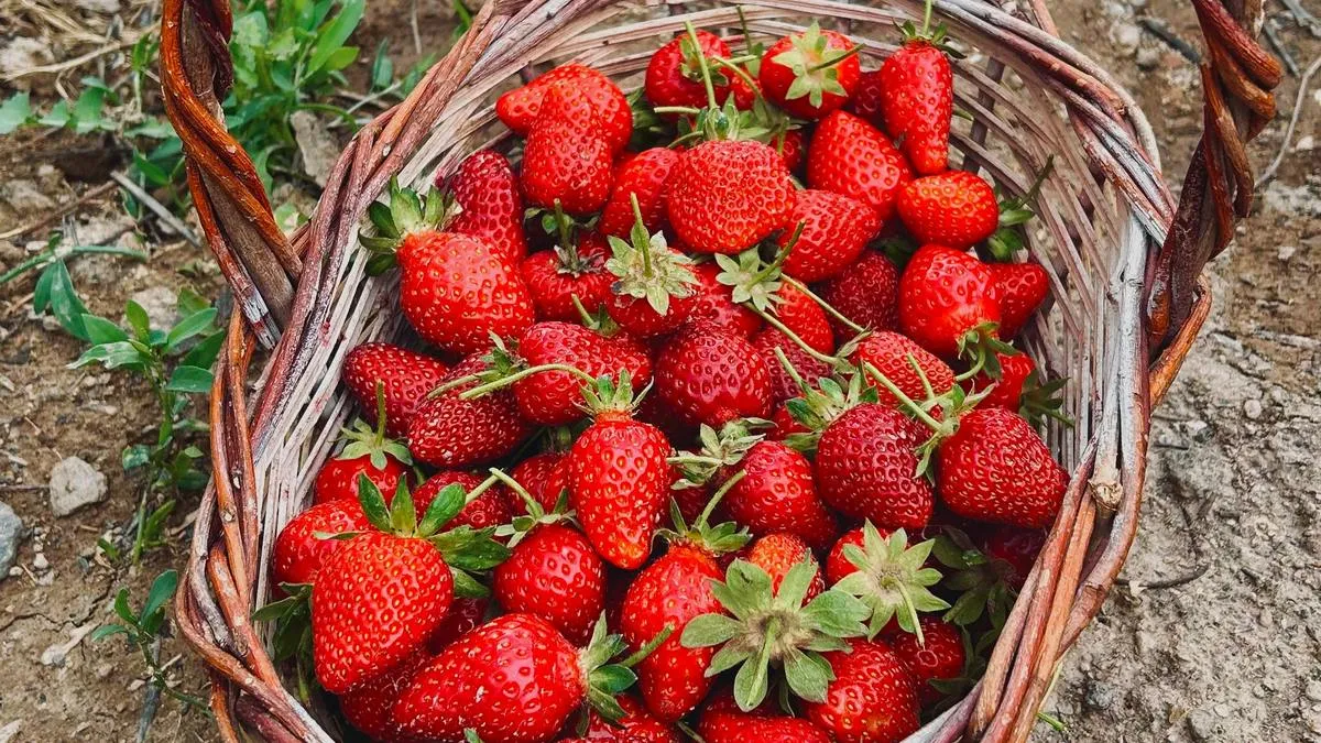 Урожай зросте вдвічі: не пропустіть це оброблення полуниці навесні, щоб отримати гігантські ягоди