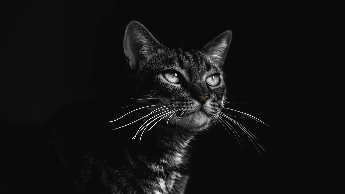 Чому світяться очі у котів – вчені дали відповідь: ця особливість стала поштовхом до розвитку технологій