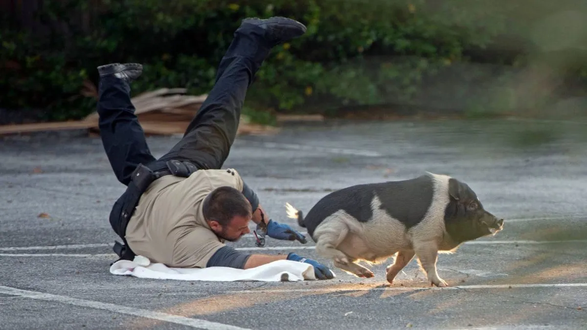 «Ми не видаємо ордерів на арешт свиней»: порося пошило в дурні копів зі США – фото й відео епічної гонитви