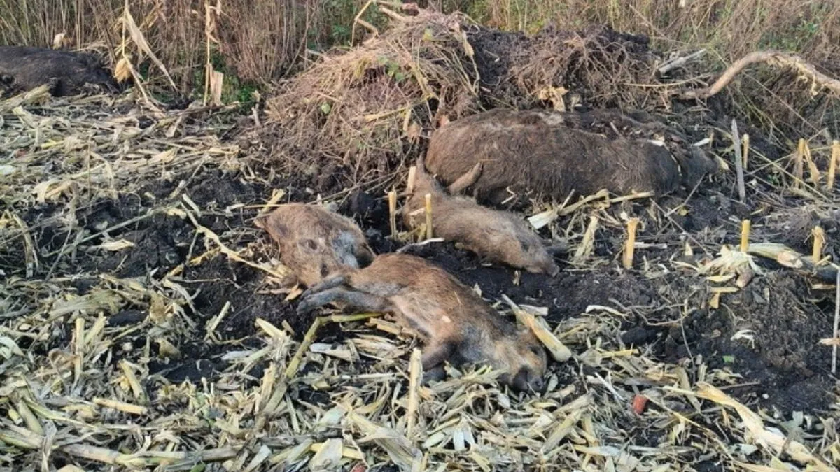 В одній з областей України виявлено вірус африканської чуми свиней: чи йдеться про пандемію
