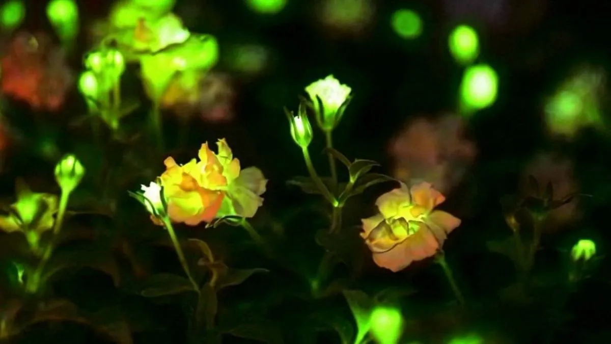 китай, рослина