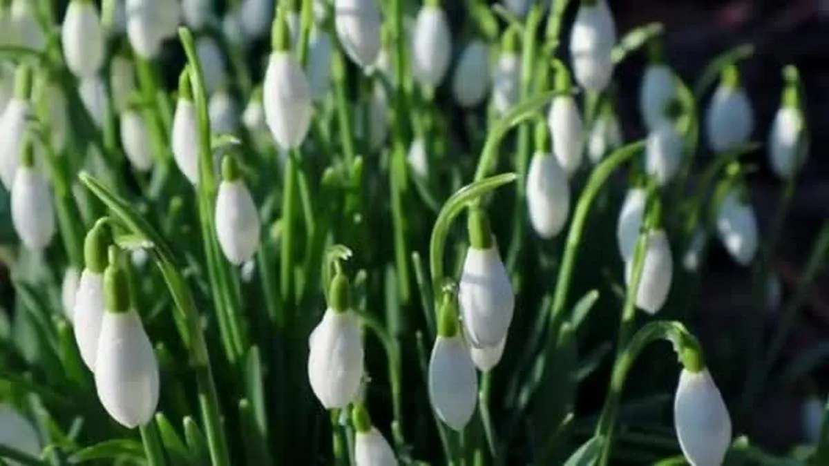 Яка погода завтра, 8 березня: синоптикиня Діденко прогнозує теплий сонячний день