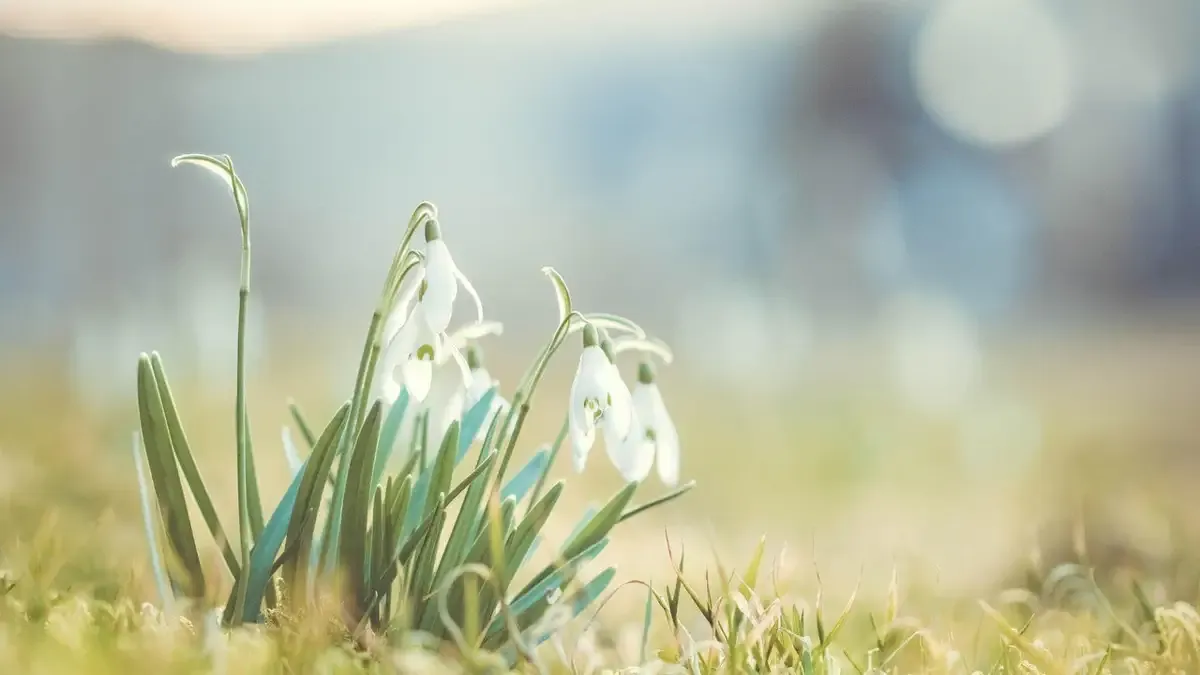 Яка погода завтра, 12 березня: антициклон забезпечить на всій території України сонячну та теплу погоду