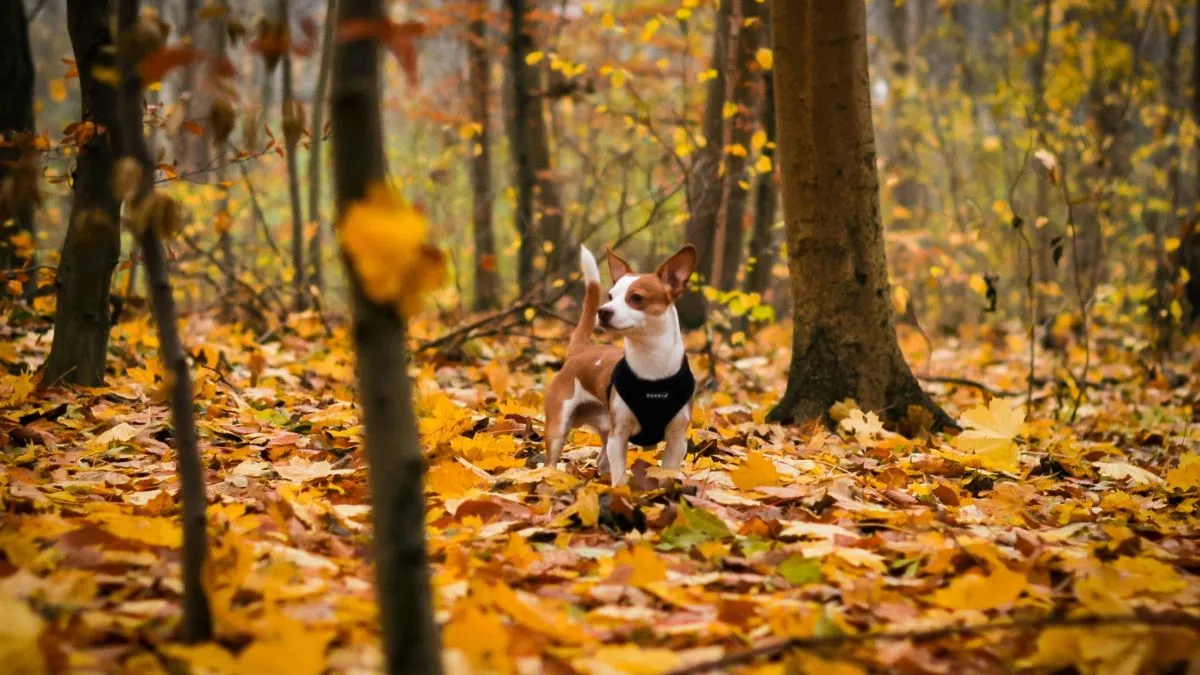 Яка погода завтра, 19 листопада: без сильного вітру, але температура в багатьох регіонах України буде морозною