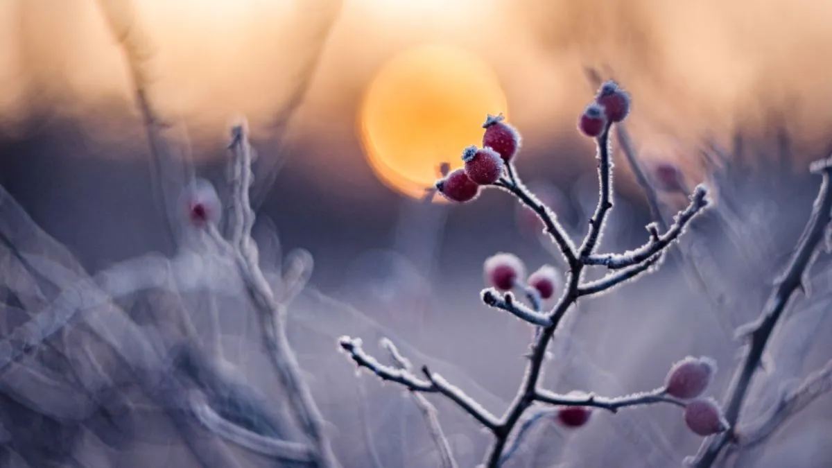 Яка погода завтра, 25 грудня: на Різдво морози в Україні посиляться, очікується до мінус 10 й нижче