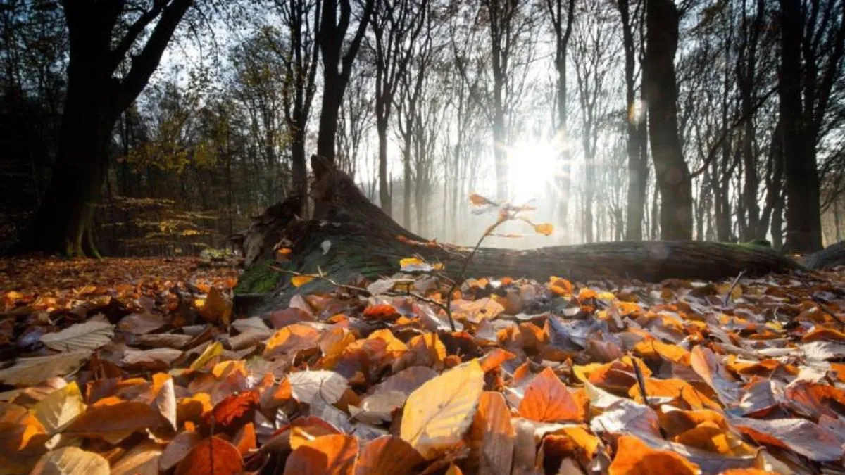Яка погода завтра, 28 листопада: в усіх областях України понизиться температура, але не до мінусових значень