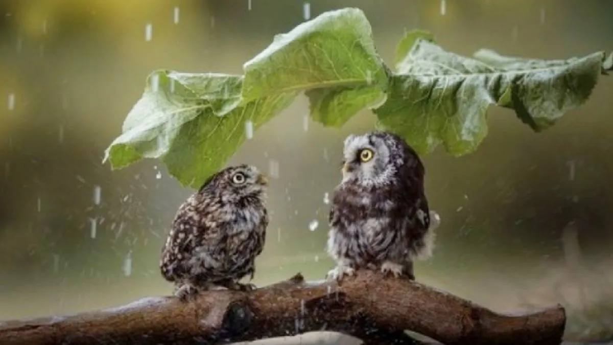 Яка погода завтра, 29 жовтня: плащі, парасольки і гумові чоботи стануть в пригоді – в Україні пануватимуть дощі