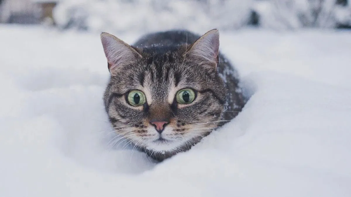 Яка погода завтра, 10 лютого: сильні морози полишають Україну, опадів у більшості областей не передбачається