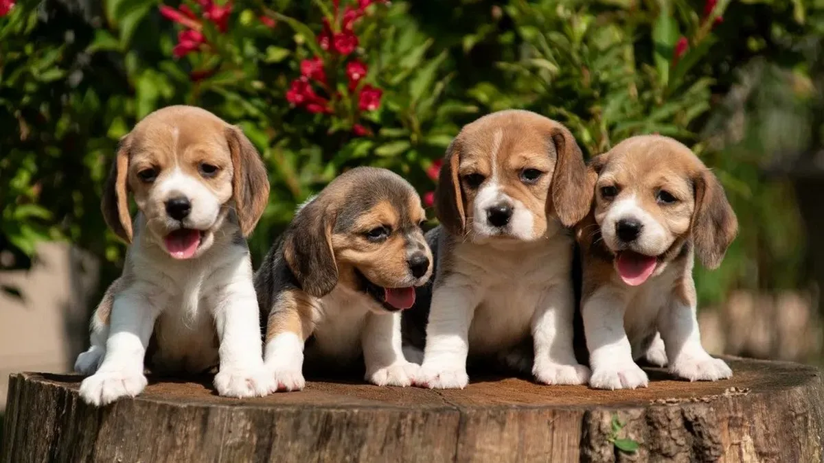 Попередження для майбутніх власників цуценят: експерти розповіли про депресію, яку вони можуть викликати