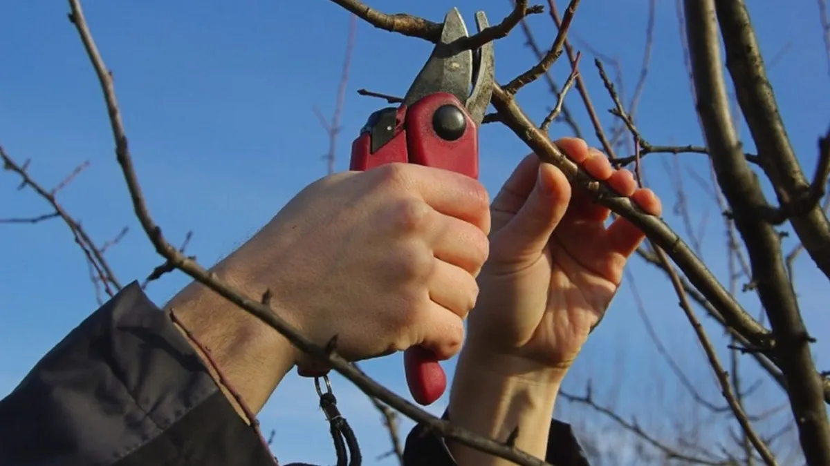 дерева, обрізка