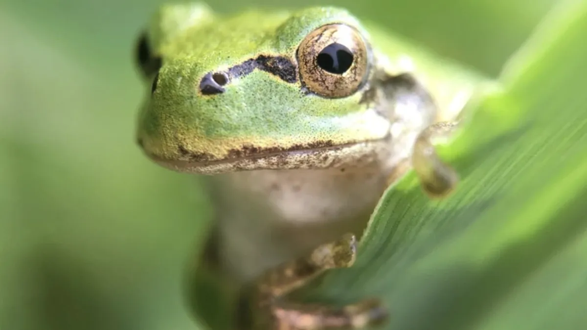 Жаби можуть допомогти побороти рак: японські вчені зробили сенсаційне відкриття