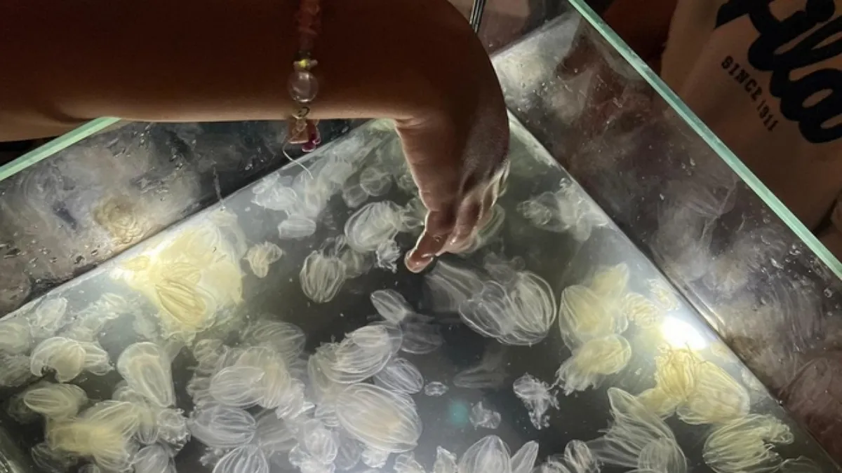 У Венеціанській лагуні зафіксували спалах інвазивних гребневиків: вчені б’ють на сполох