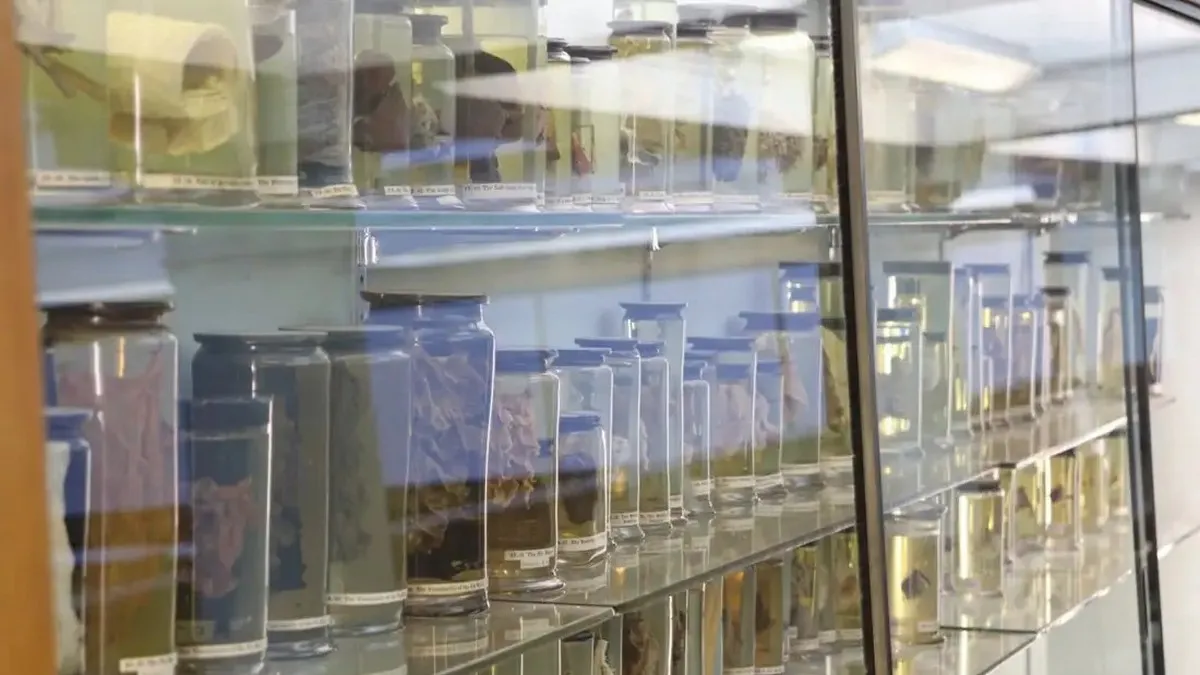 Стародавній збудник застуди «ожив» завдяки генетичному аналізу: що відомо про сенсаційне дослідження