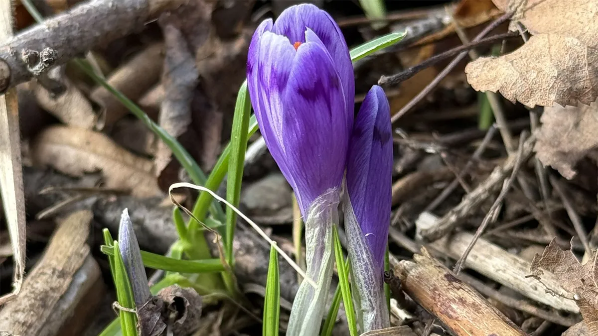 «Справжнє диво після зими»: на Закарпатті розквітнули підсніжники та шафрани
