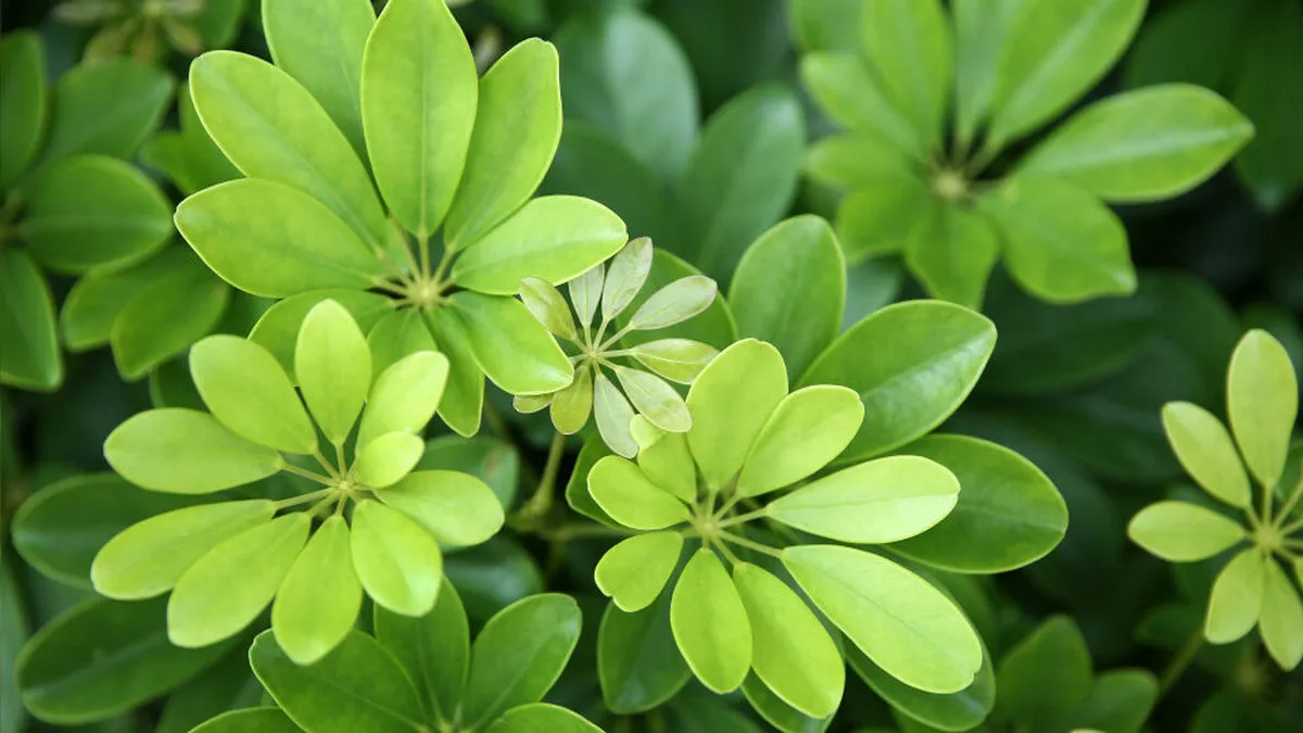 шефлера, рослина