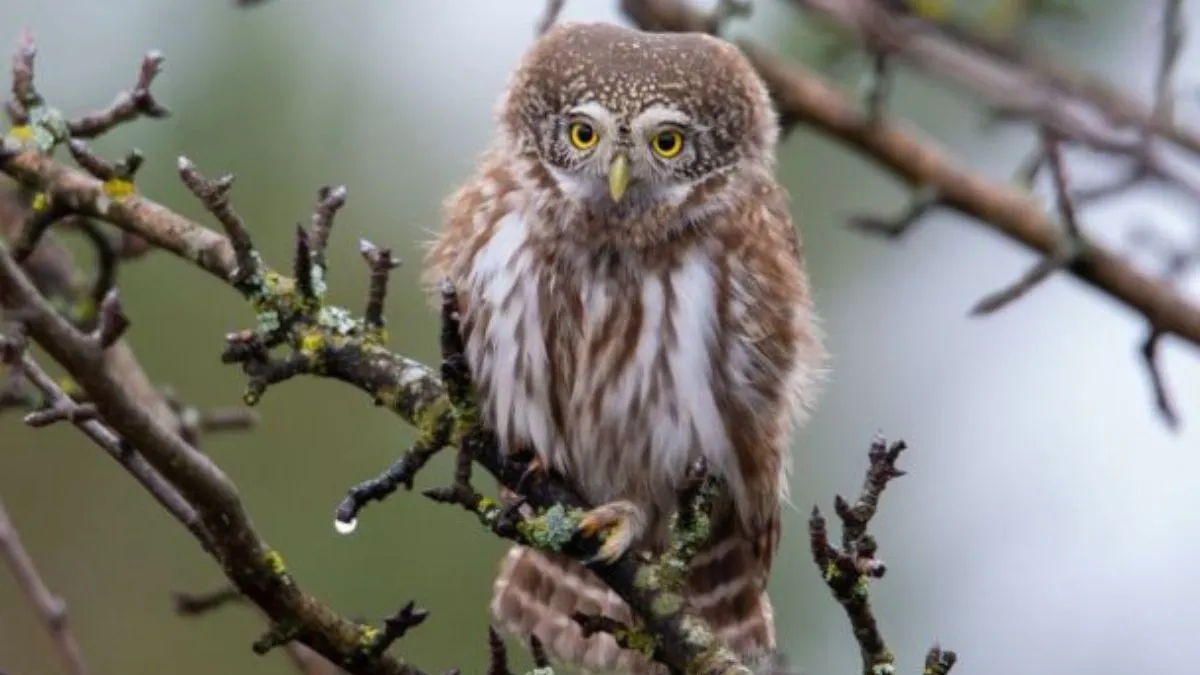 У Зоні відчуження помітили унікального птаха: як виглядає найменша у світі сова – фото