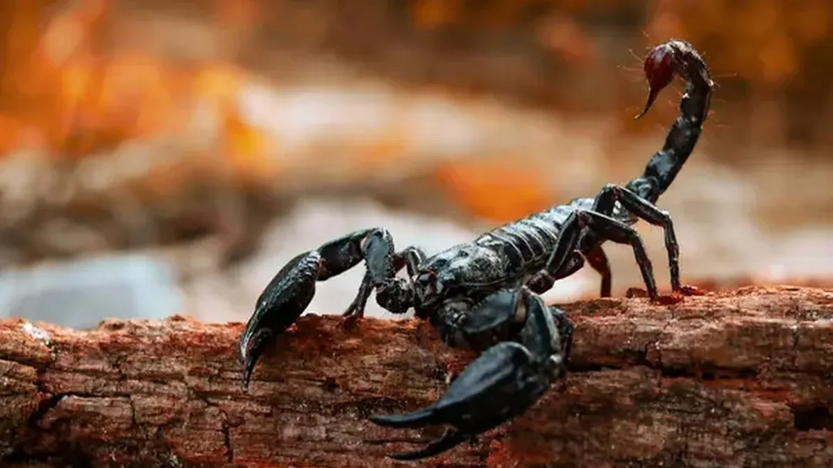 Учені з’ясували, які метали зміцнюють тіло скорпіонів: залізо, цинк і марганець роблять їхню зброю надміцною