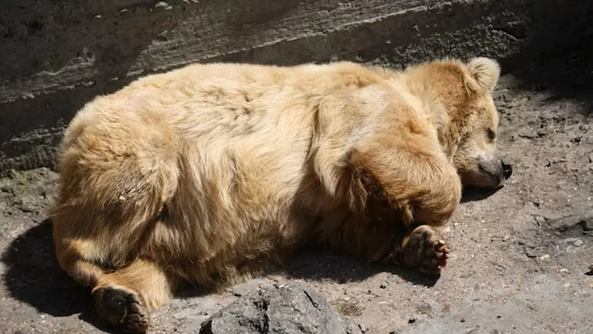 ведмідь, сплячка