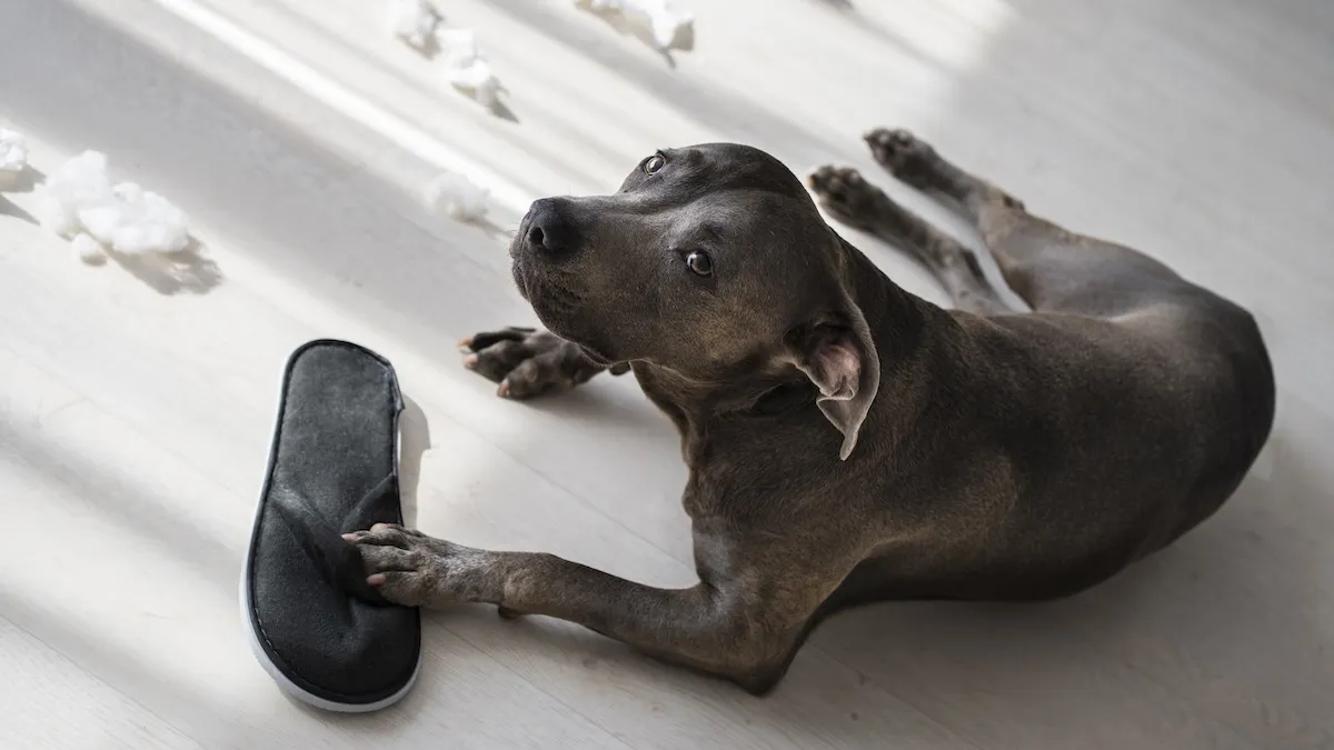 Фахівці назвали породи собак які найчастіше псують речі: експерти дали поради, як цього уникнути 