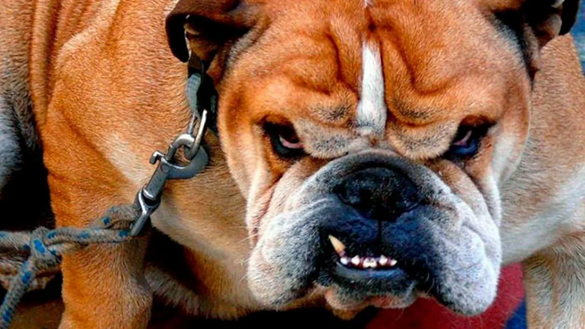 Речі, за які собака вас зненавидить: мова не про запах алкоголю