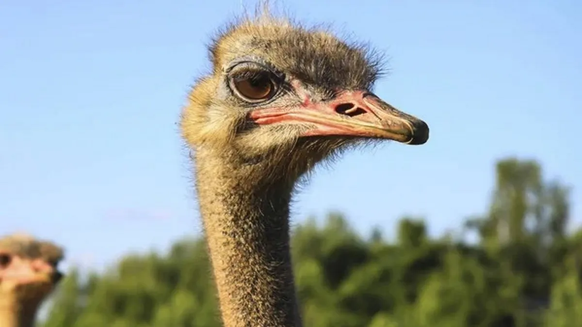 Знущання чи порятунок від морозів: у мережі обговорюють відео з зачиненим у гаражі страусом – думки різняться