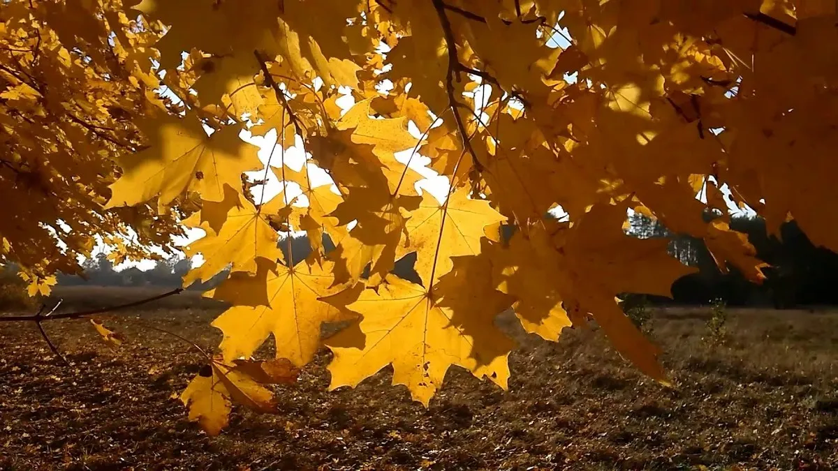 Яка погода завтра, 30 жовтня: українців порадує тепло, подекуди до +18 градусів