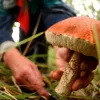 Як збирати гриби й ягоди без штрафів та порушення законів: поради від українських екологів