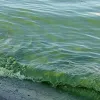 На пляжах Одеси помітили «цвітіння» Чорного моря: що виявила перевірка Державної екологічної інспекції