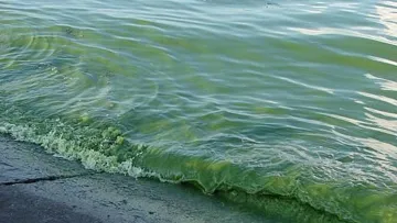 На пляжах Одеси помітили «цвітіння» Чорного моря: що виявила перевірка Державної екологічної інспекції
