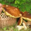 У Львівській області чоловік знайшов велетенські білі гриби: приголомшливі кадри