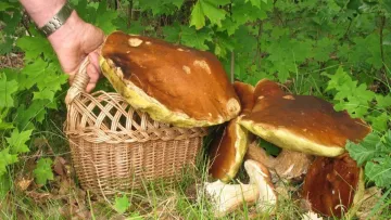У Львівській області чоловік знайшов велетенські білі гриби: приголомшливі кадри