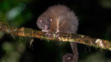 Їх вважали вимерлими 6000 років тому: вчені зробили сенсаційне відкриття