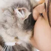 Родинам з дітьми до уваги: відомо, які породи котів найкраще ладнають з малечею й не будуть агресувати