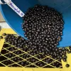 Давно забутий сорт кави може стати альтернативою арабіці: чим шоковані досвідчені дегустатори