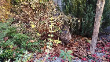 Яка погода завтра, 4 листопада: в Україну йдуть дощі та суттєве зниження температури