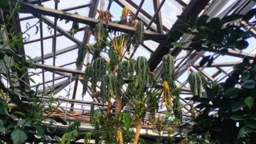 Страждають навіть рослини: в Києві через блекаути замерзає ботанічний сад