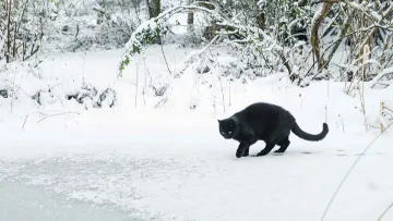 Січень в Україні під тиском антициклону: чому температура падає до −20 і коли це скінчиться