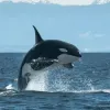 Нова мова косаток: вчені зафіксували унікальні сигнали групи, що атакує яхти