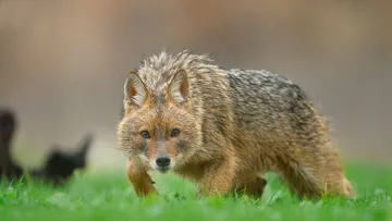 Хижаки поруч: що змушує шакалів освоювати нові регіони та яка загроза людям