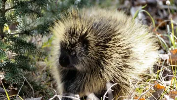 Мумія із минулого: золотошукачі випадково натрапили на сенсаційну знахідку віком 3000 років