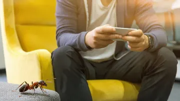 Як позбутися мурах у будинку без хімії: сода, кориця та інші безпечні методи