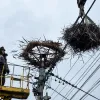 На Київщині енергетики врятували лелече гніздо: символ надії під час окупації тепер у безпеці